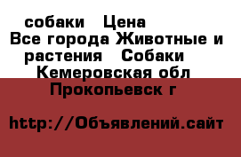 собаки › Цена ­ 2 500 - Все города Животные и растения » Собаки   . Кемеровская обл.,Прокопьевск г.